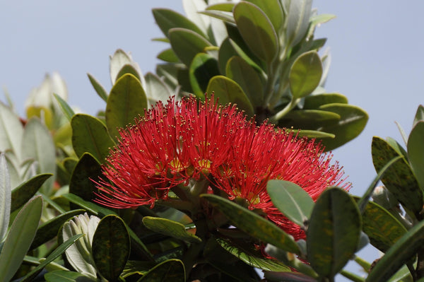 Pohutukawa growing in the New Zealand bush