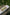 First Light Plant Essences No's 63-73 boxed set