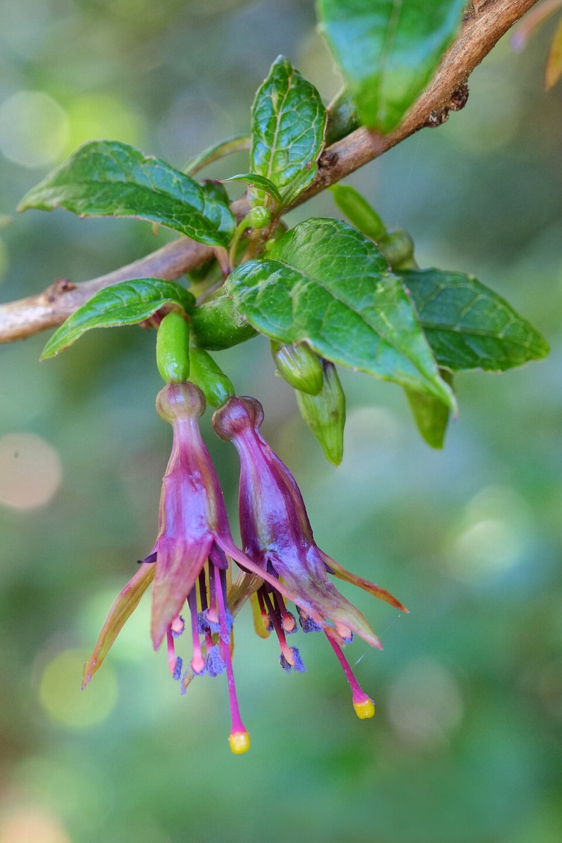 Plant Essences No’s 63-84 and the Soul