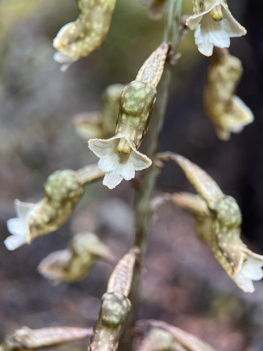 Black Orchid (Gastrodia cunninghamii), flowers, a New Zealand native plant