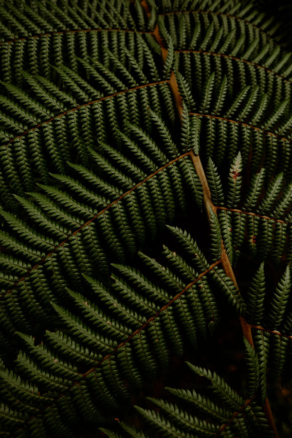 No 69 Bracken Fern