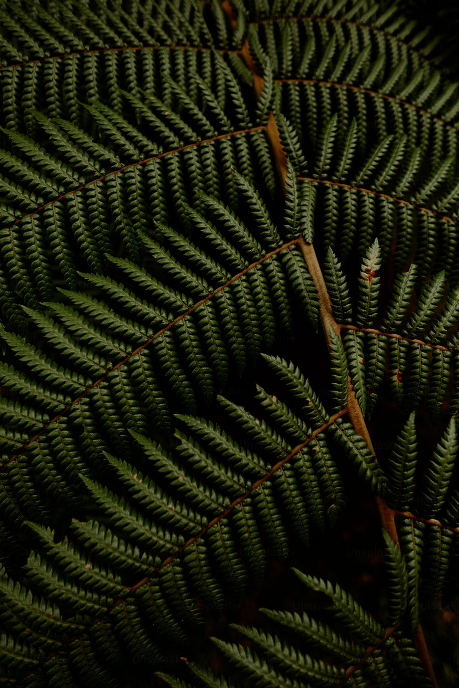 No 69 Bracken Fern