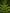 No 39 Shaking Brake Fern