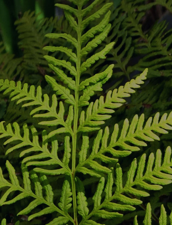 No 39 Shaking Brake Fern