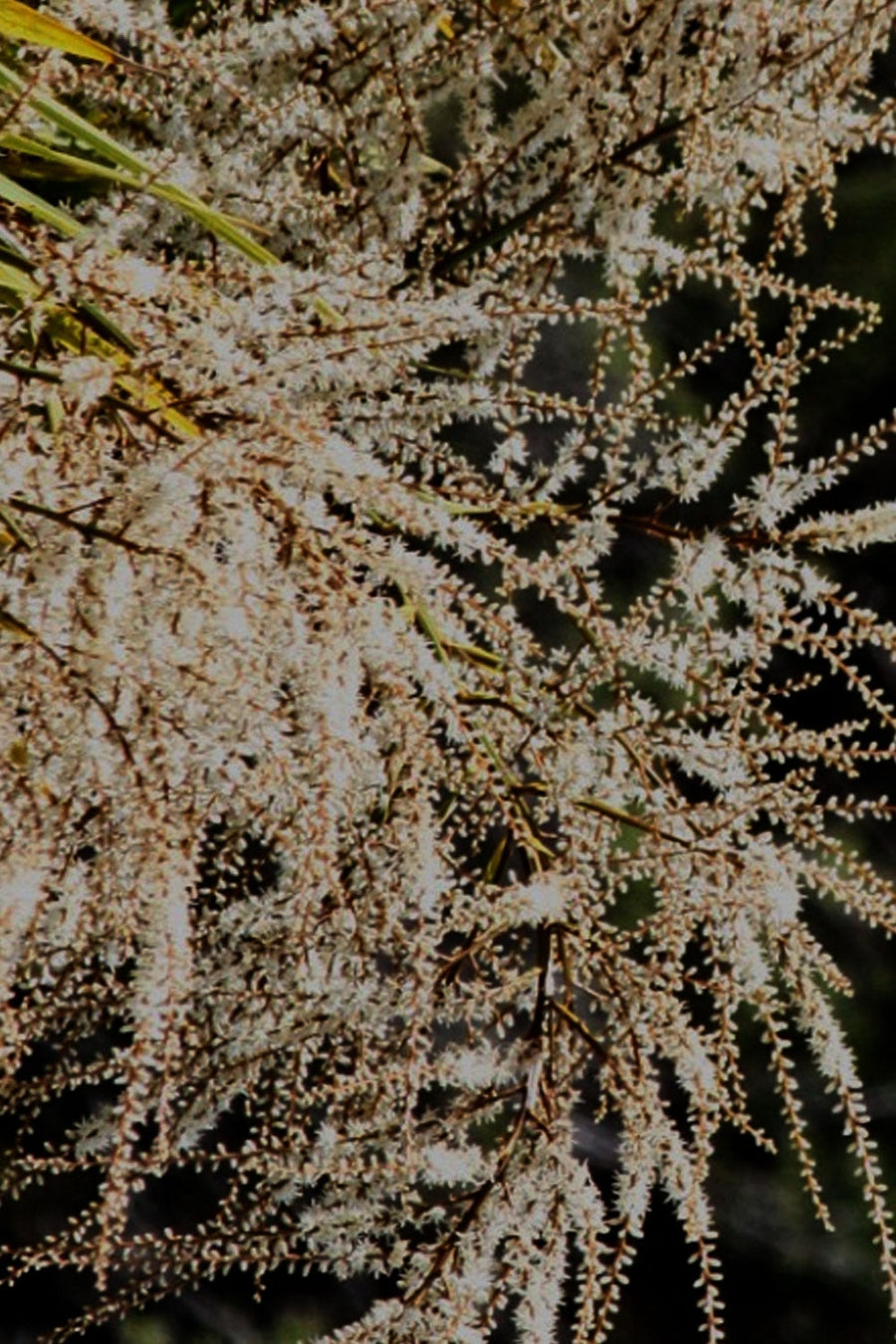 No 57 Cabbage Tree