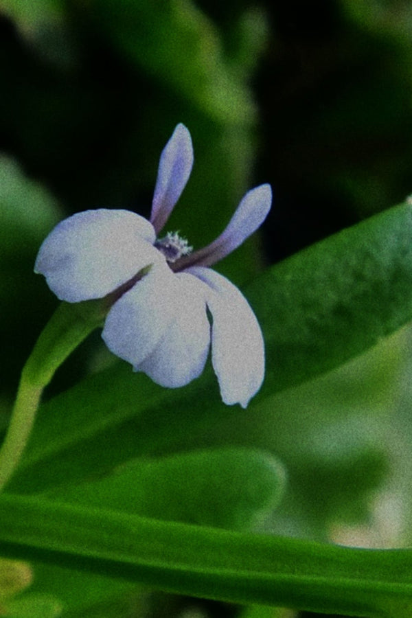 No 73 Coastal Lobelia