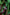 No 60 Dragon Leaf