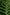 No 79 Fragrant Fern