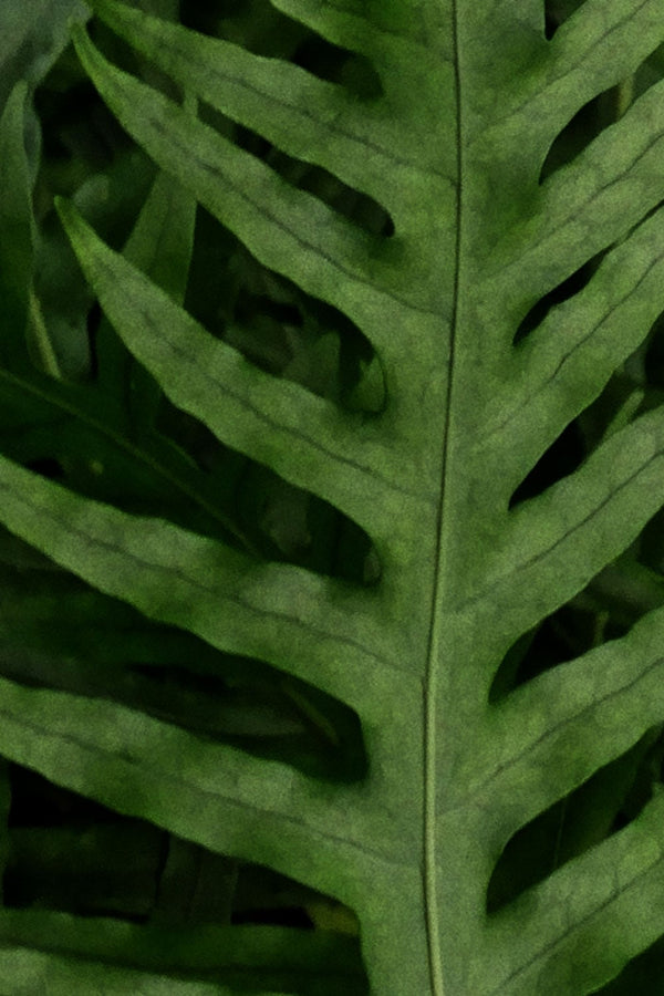 No 79 Fragrant Fern
