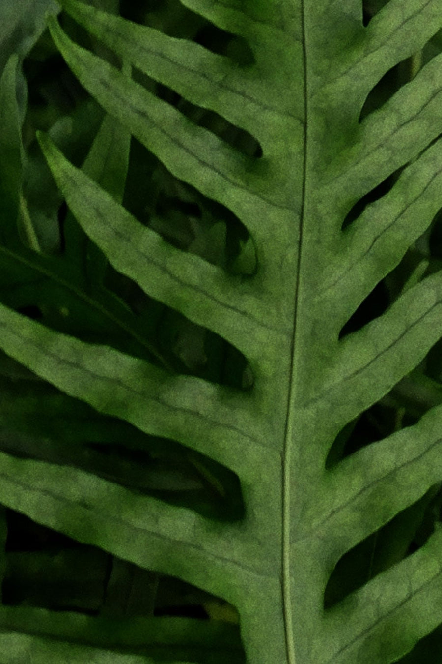 No 79 Fragrant Fern