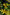 No 74 Golden Corokia