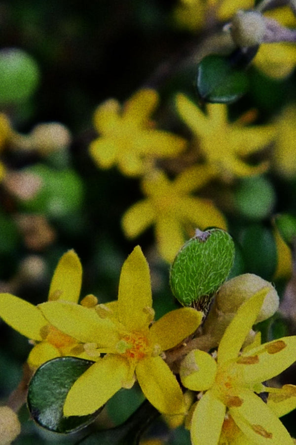 No 74 Golden Corokia