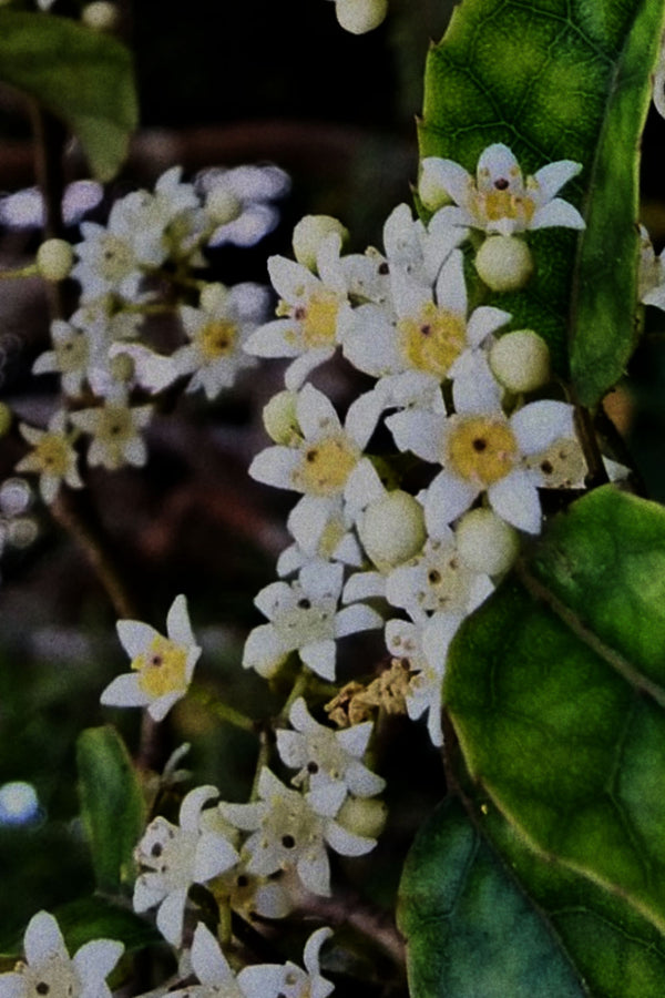No 76 Native Hawthorn