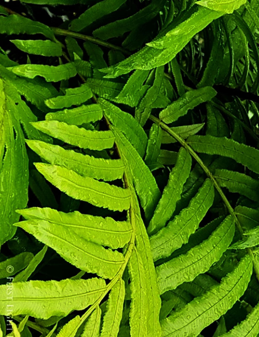 No 37 King Fern