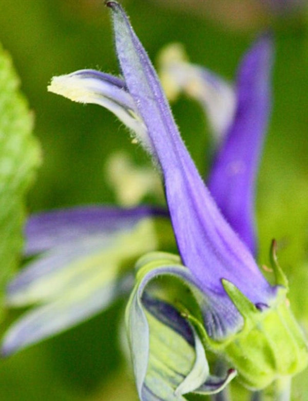 No 9 Koru