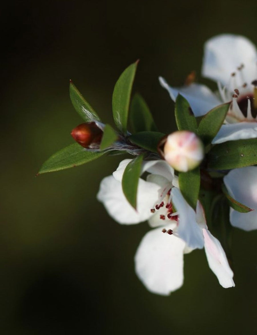 No 22 Manuka