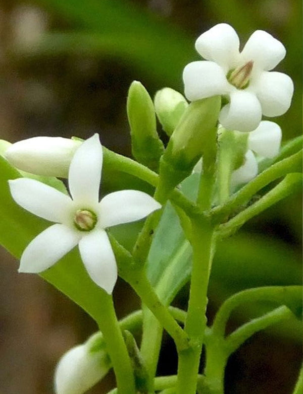 New Zealand Jasmine growing in the New Zealand bush