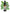 No 103 Native Angelica flower essence, 10ml stock oral dropper bottle