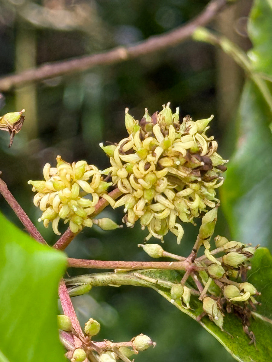 Tarata growing in the New Zealand bush