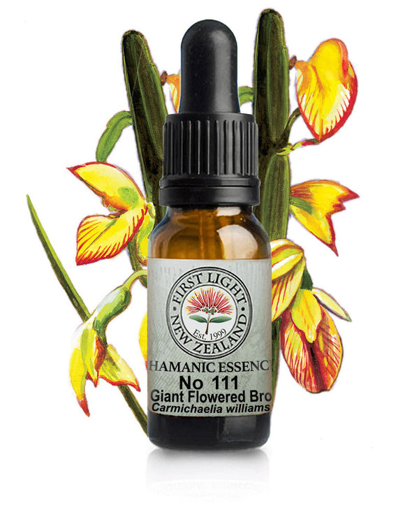 No 111 Giant Flowered Broom flower essence, 10ml stock oral dropper bottle