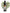 No 118 Silver Pine flower essence, 10ml stock oral dropper bottle