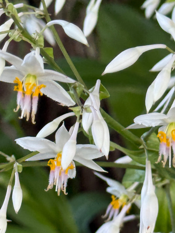 Rengarenga Lily growing in the New Zealand bush