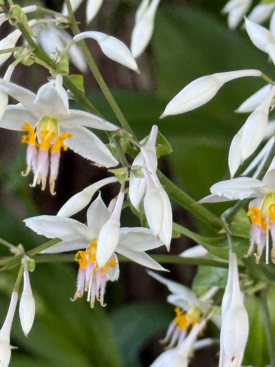 Rengarenga Lily growing in the New Zealand bush
