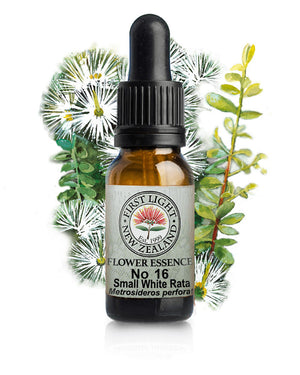 No 16 Small White Rata