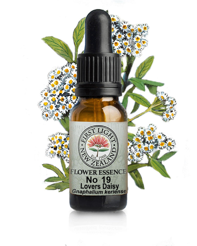 No 19 Lovers Daisy flower essence, 10ml stock oral dropper bottle
