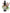 No 2 Native Flax flower essence, 10ml stock oral dropper bottle