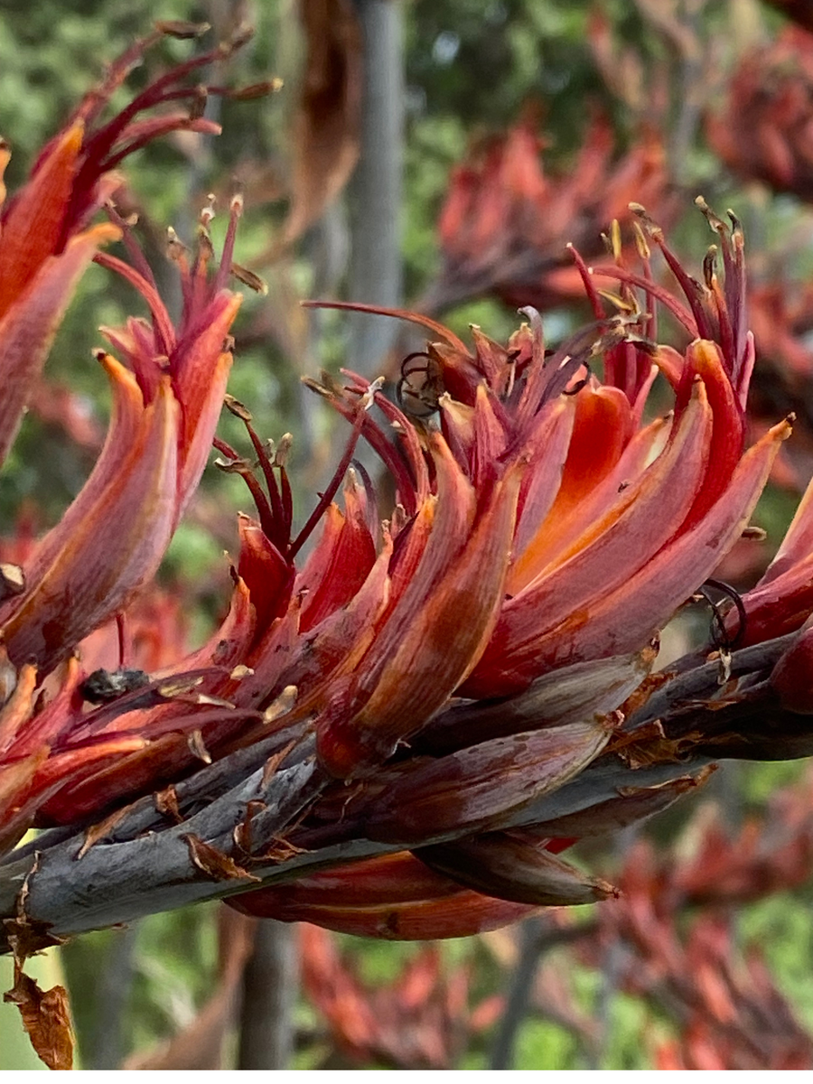 Native Flax growing in the New Zealand bush
