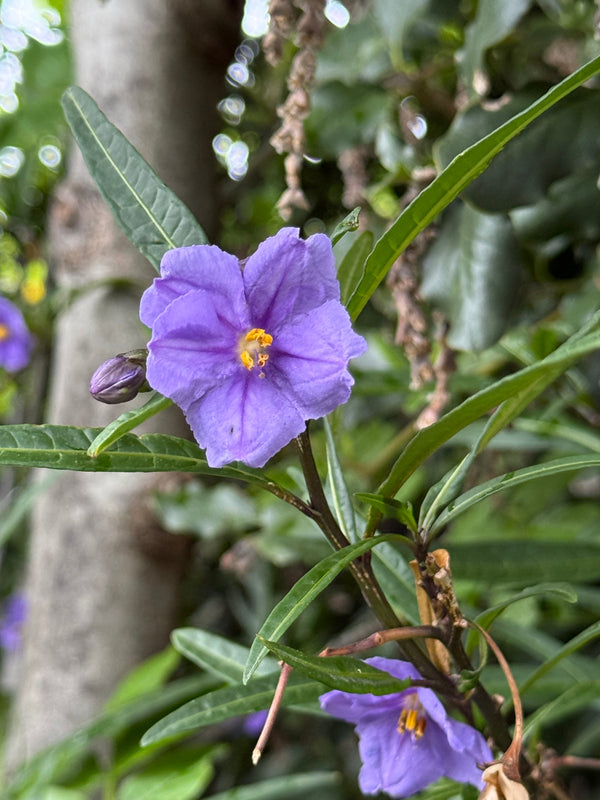 Poroporo growing in the New Zealand bush
