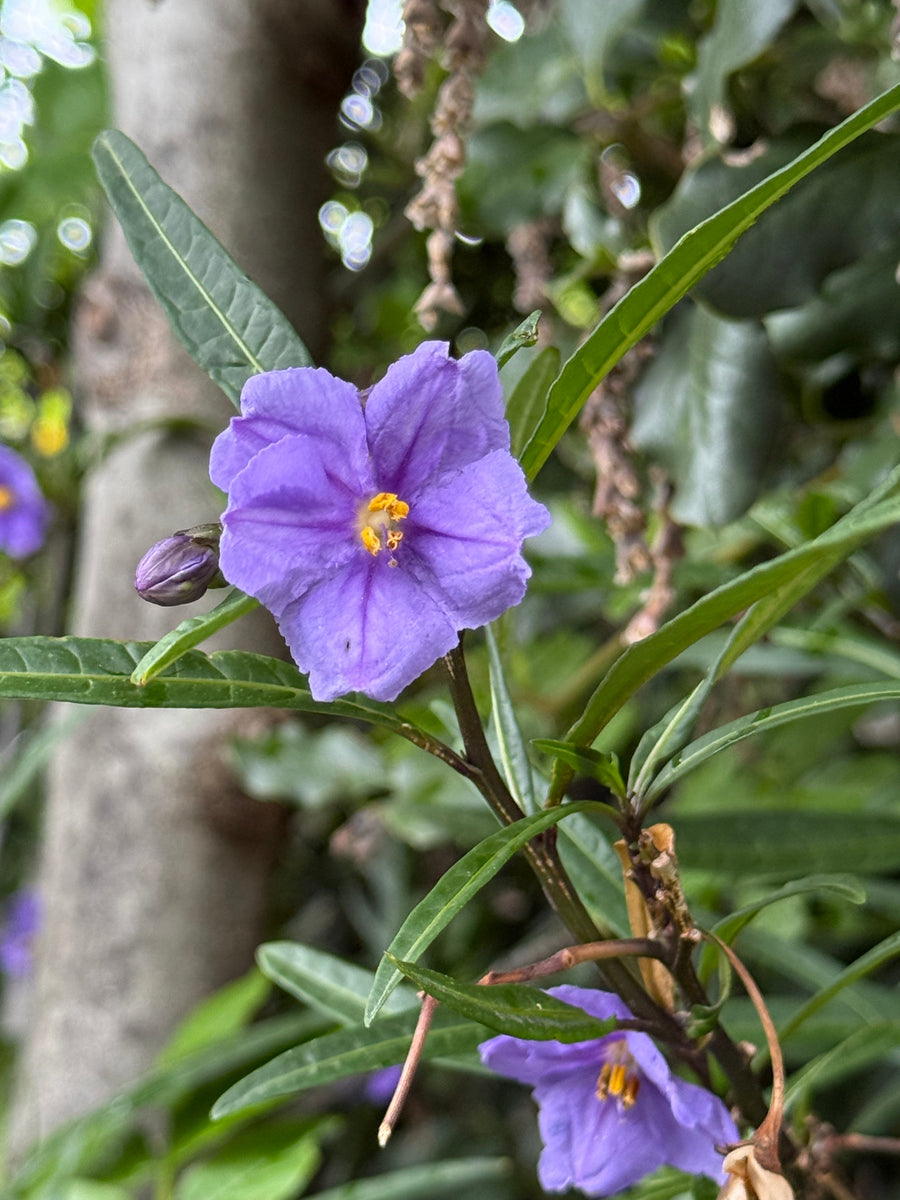 Poroporo growing in the New Zealand bush