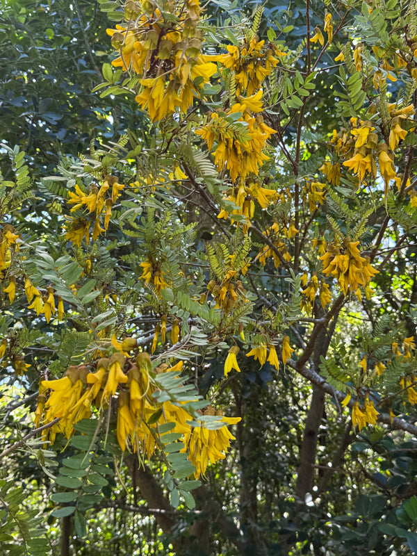 Kowhai growing in the New Zealand bush