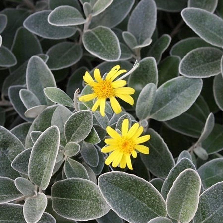 Cook Strait Groundsel flower