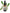 No 30 Ngaio flower essence, 10ml stock oral dropper bottle
