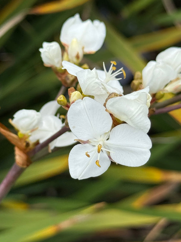 Native Iris (mikoikoi) growing in the wild