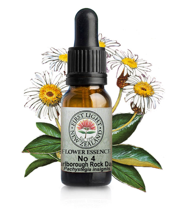 No 4 Marlborough Rock Daisy flower essence, 10ml stock oral dropper bottle