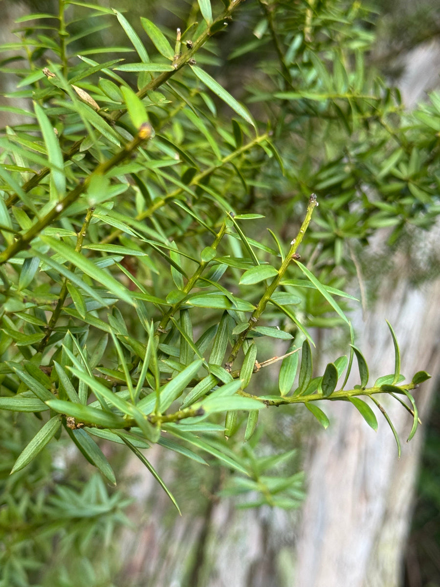 Matai growing in the New Zealand bush