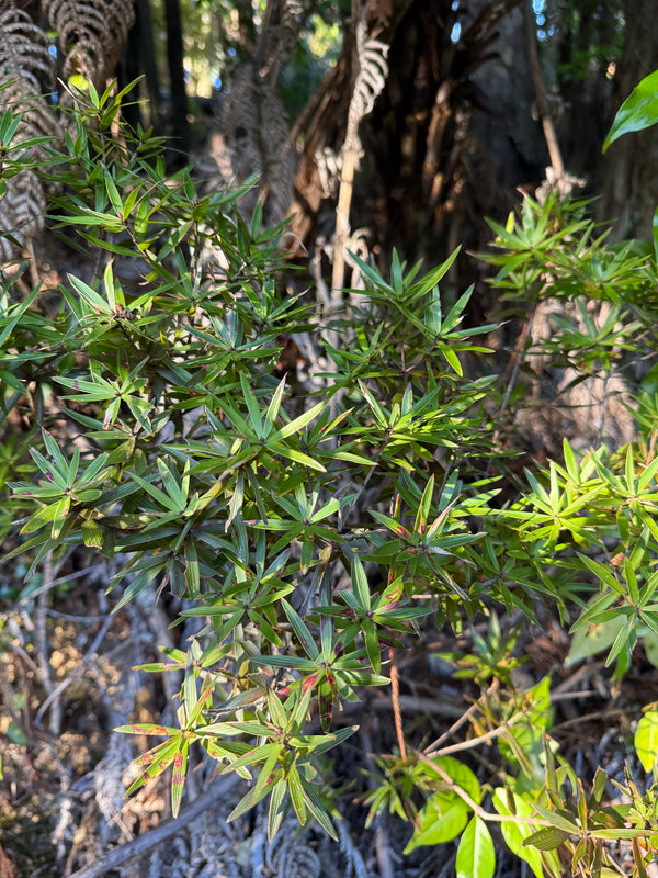 Totara growing in the New Zealand bush