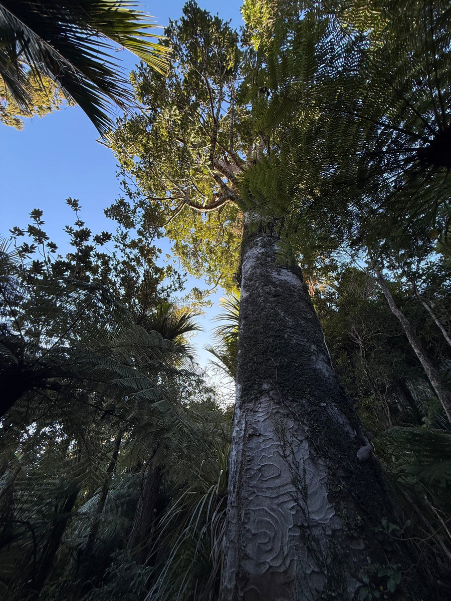 Kauri growing in the New Zealand bush