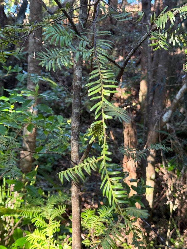 Miro growing in the New Zealand bush