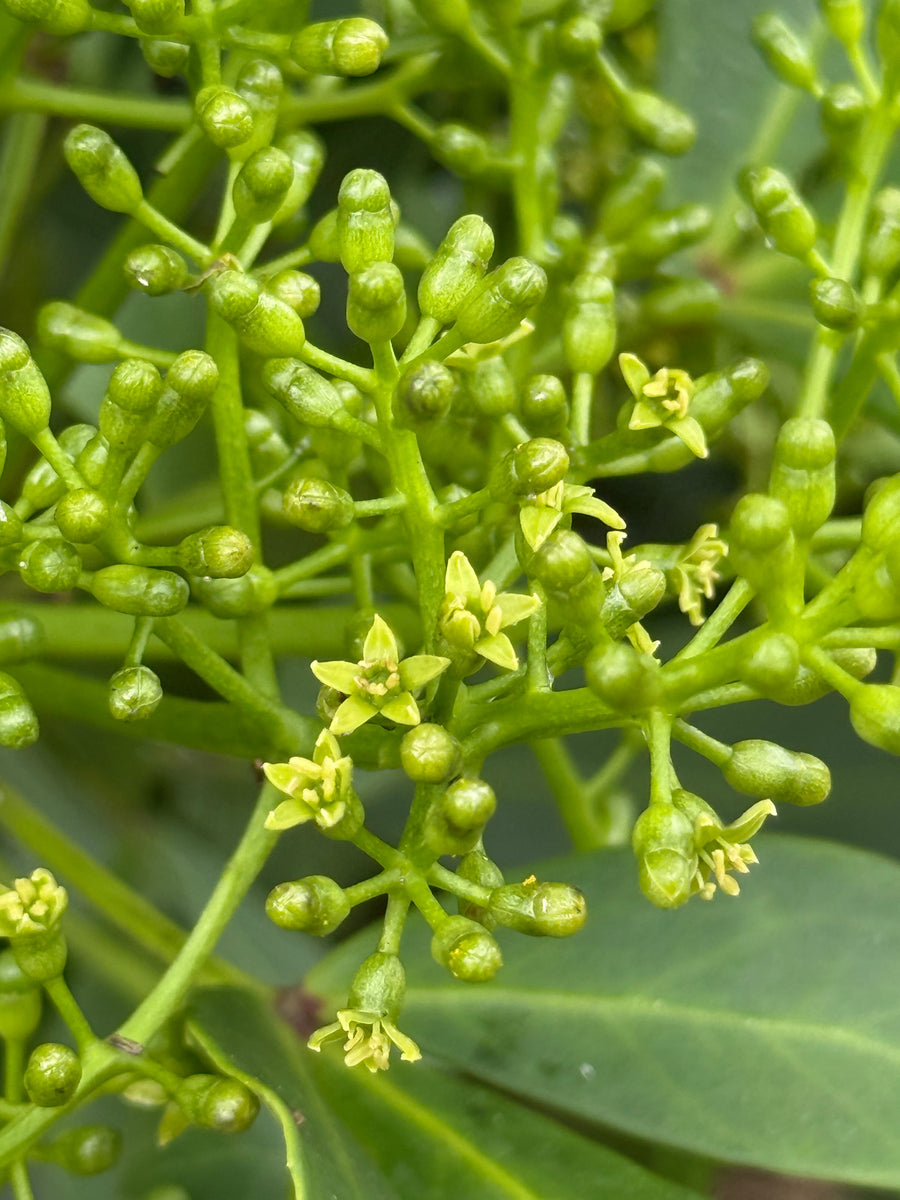 Broadleaf growing in the New Zealand bush