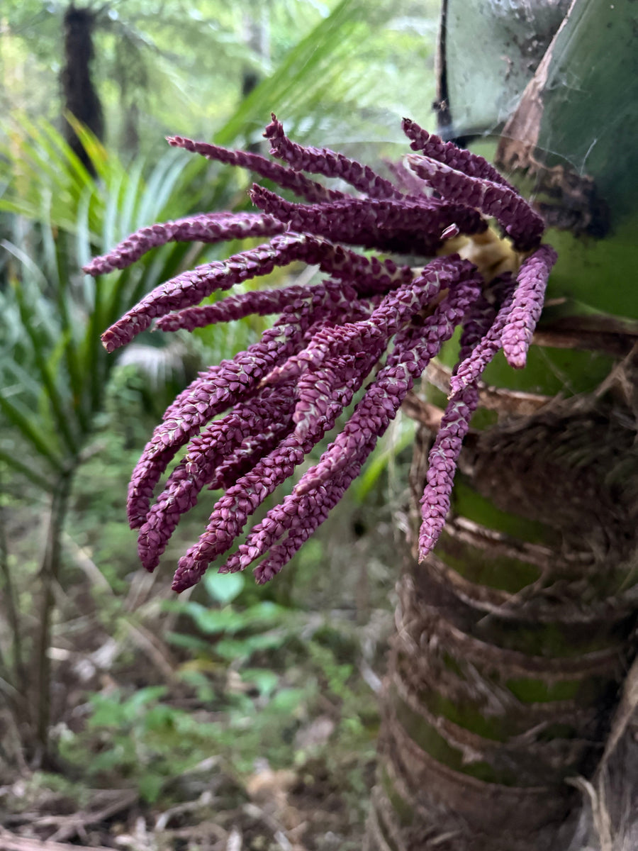 Nikau Palm growing in the New Zealand bush