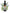 No 64 Koromiko flower essence, 10ml stock oral dropper bottle