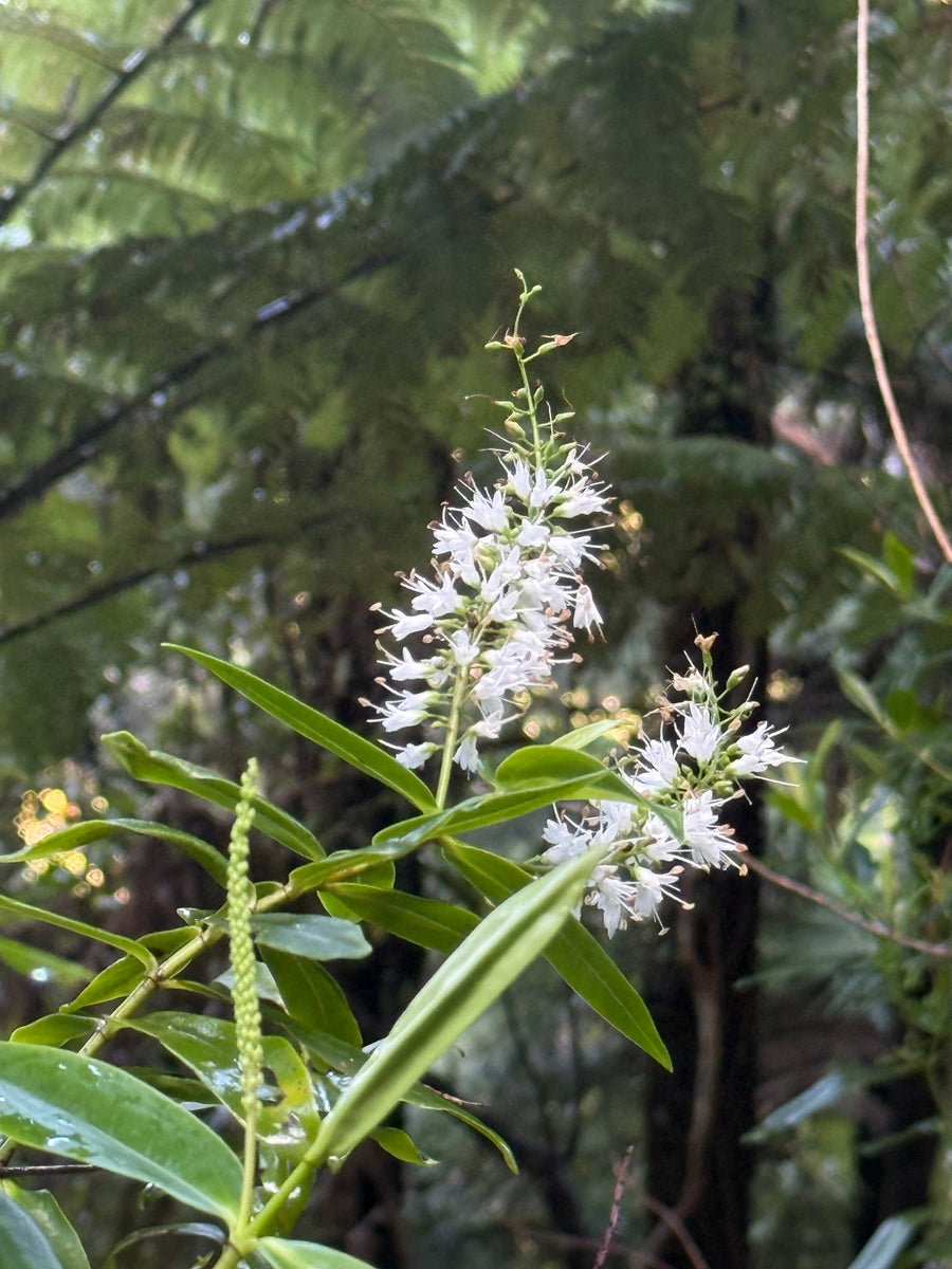 Koromiko growing in the New Zealand bush