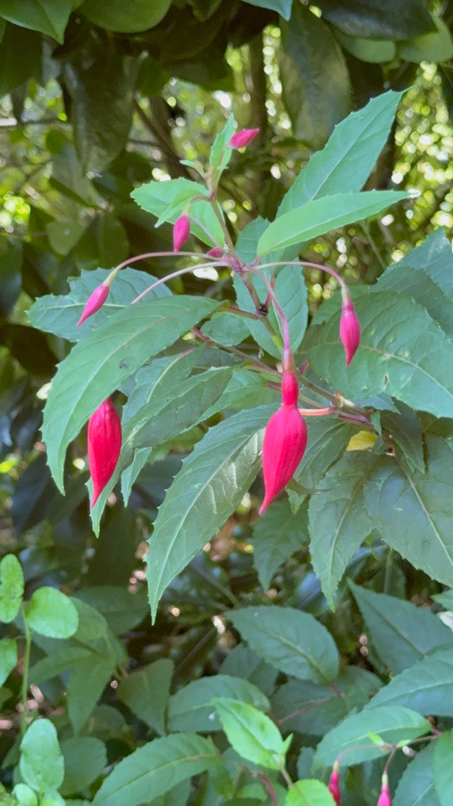 Tree Fuchsia growing in the New Zealand bush