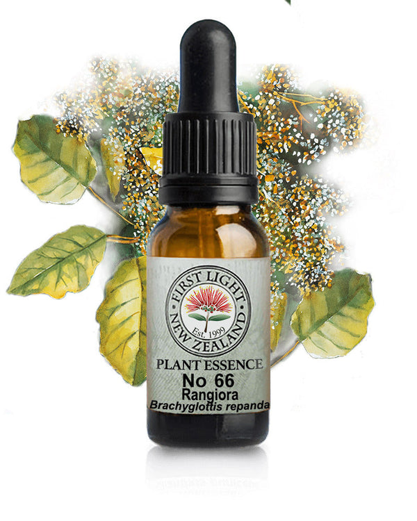 No 66 Rangiora flower essence, 10ml stock oral dropper bottle
