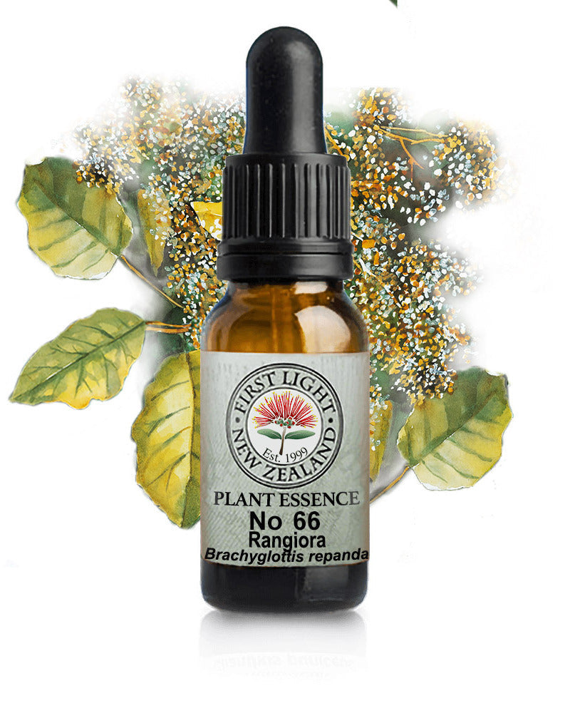 No 66 Rangiora flower essence, 10ml stock oral dropper bottle