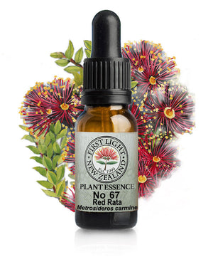 No 67 Red Rata